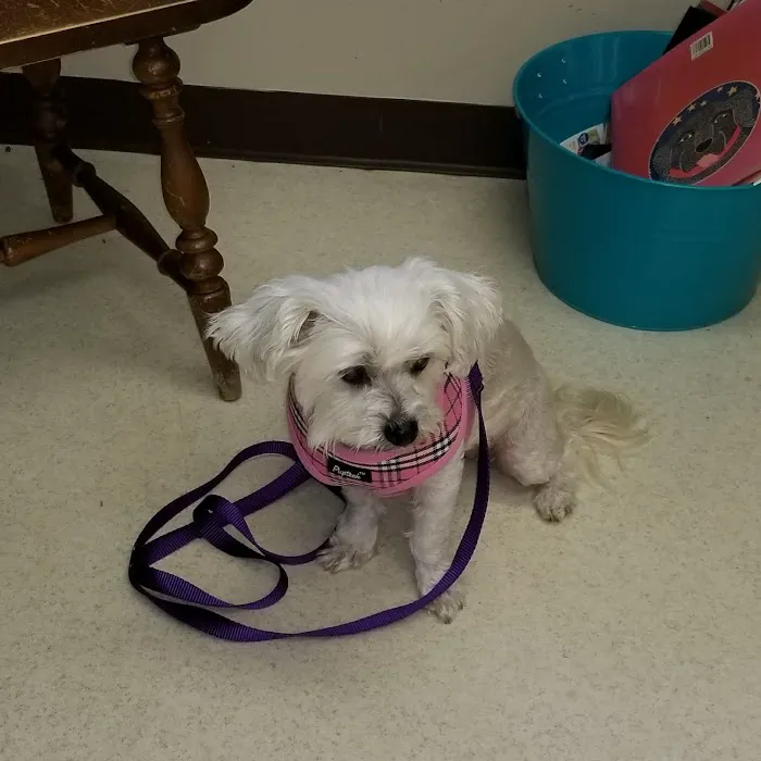 Colonial Animal Hospital Picture 2