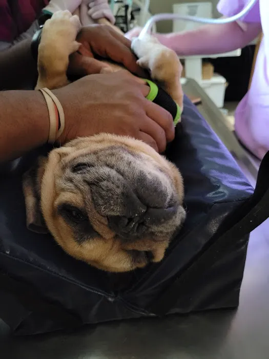 Colonial Animal Hospital Picture 8