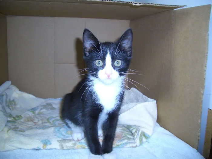 Colts Neck Animal Clinic Picture 6