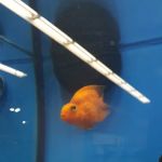 Petco