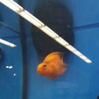 Petco ico