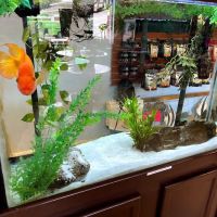 Aquatics Super Store - Super Cichlids & More ico