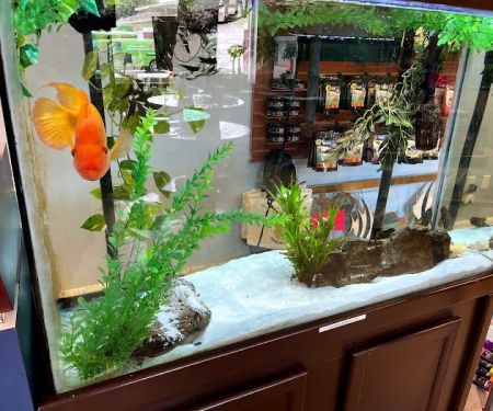 Aquatics Super Store - Super Cichlids & More