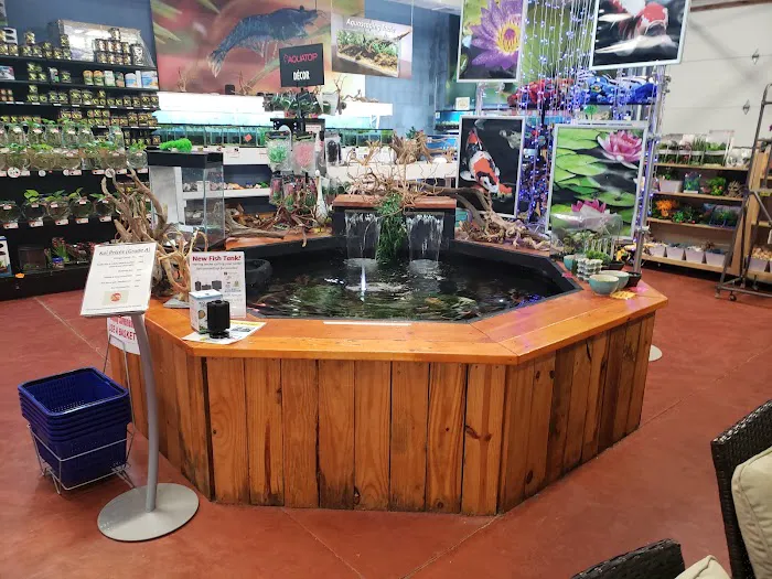 Aquatics Super Store - Super Cichlids & More Picture 2