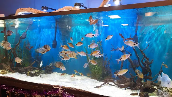 Aquatics Super Store - Super Cichlids & More Picture 5