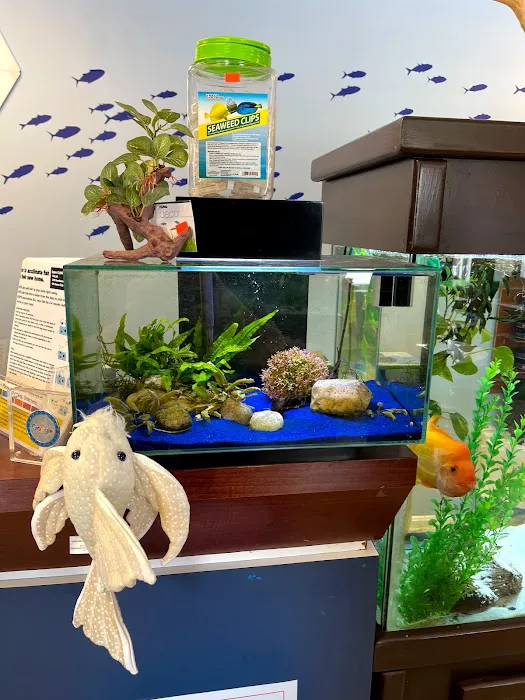 Aquatics Super Store - Super Cichlids & More Picture 8