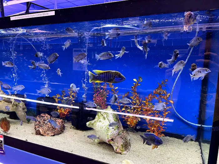 Aquatics Super Store - Super Cichlids & More Picture 10