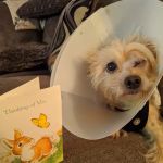 Route 516 Animal Hospital