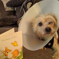 Route 516 Animal Hospital ico