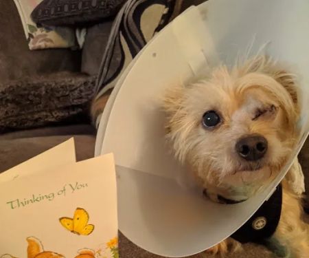 Route 516 Animal Hospital