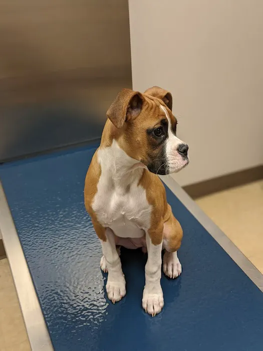 Route 516 Animal Hospital Picture 2