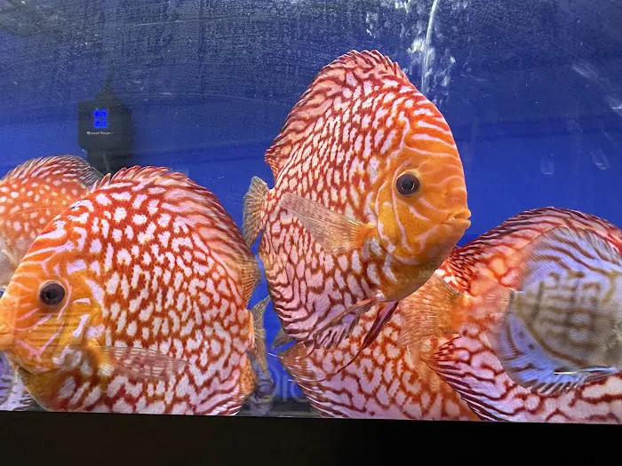 Stendker Discus USA Picture 5
