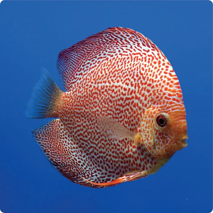 Stendker Discus USA Picture 6