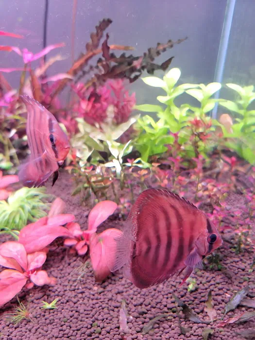 Stendker Discus USA Picture 9