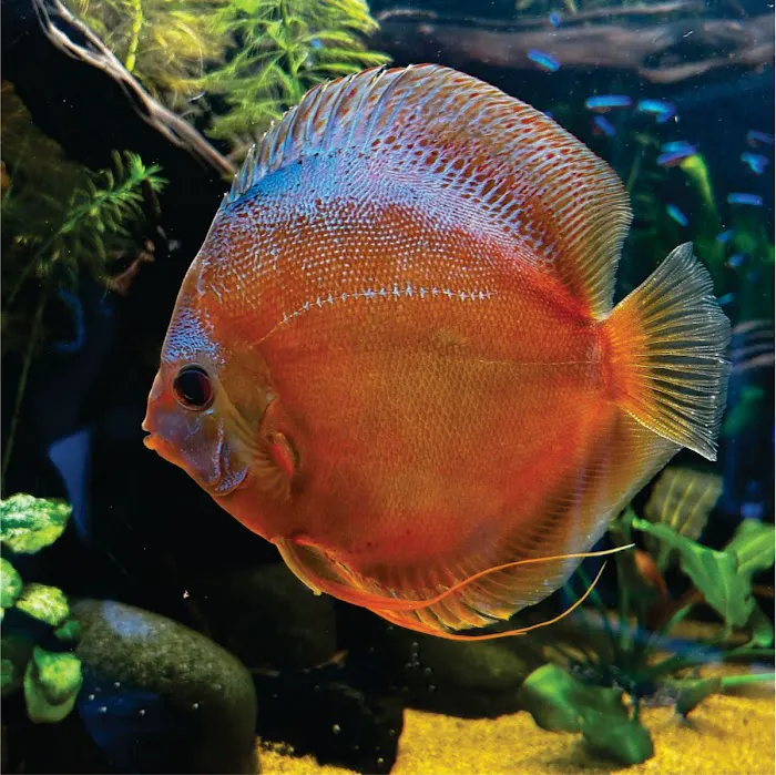 Stendker Discus USA Picture 8