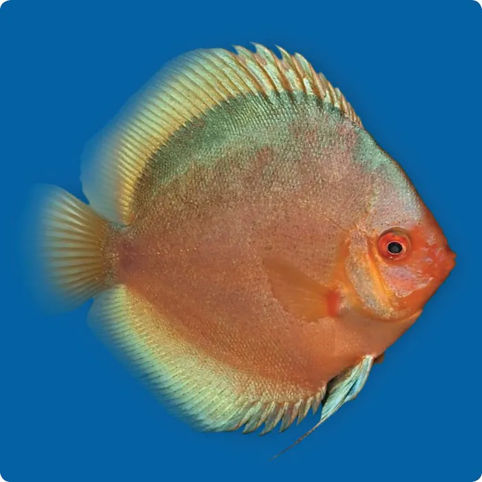 Stendker Discus USA Picture 10