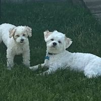 Old Bridge Veterinary Clinic ico