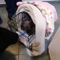 Matawan Animal Hospital ico