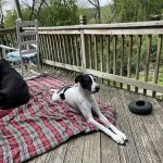 Antietam Valley Animal Hospital