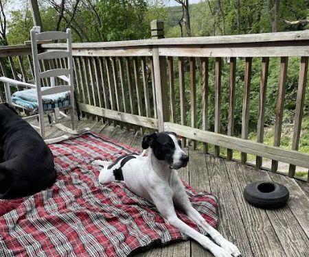 Antietam Valley Animal Hospital