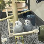 Petco