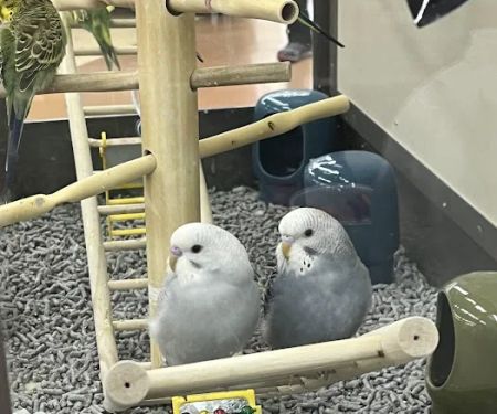 Petco
