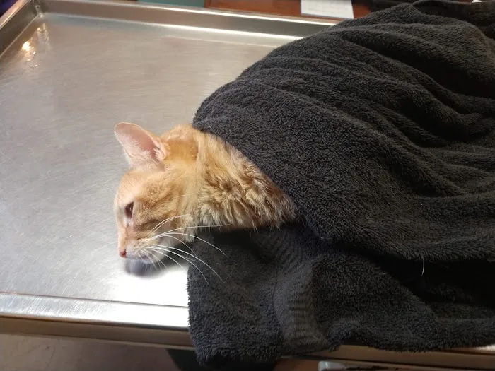 Animal Clinic of Reading Picture 5