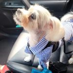Stanglein Veterinary Clinic