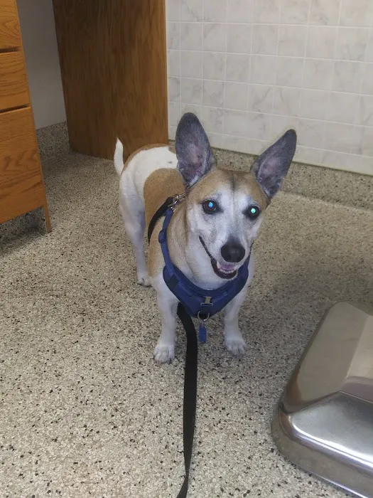 Stanglein Veterinary Clinic Picture 5