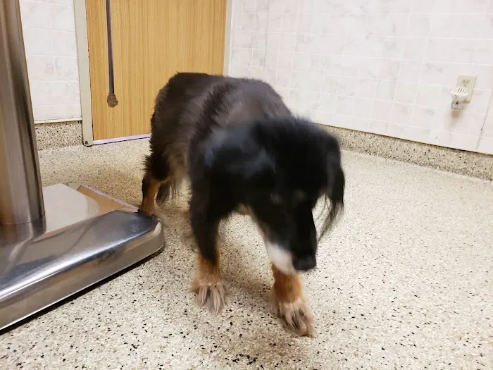 Stanglein Veterinary Clinic Picture 4