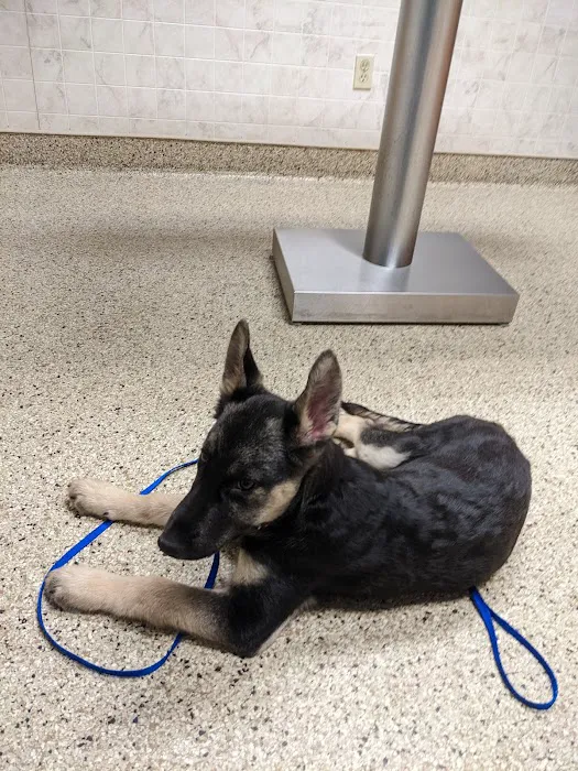 Stanglein Veterinary Clinic Picture 7