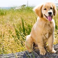 Califon Animal Hospital ico