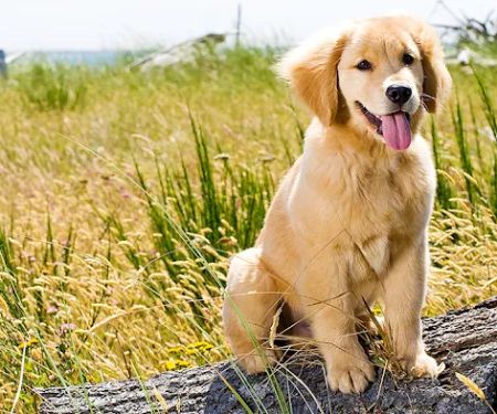 Califon Animal Hospital