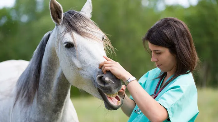 Califon Animal Hospital Picture 5