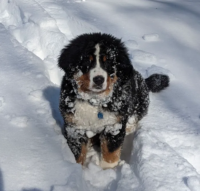 Califon Animal Hospital Picture 7