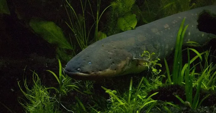 Predatorfins Picture 2