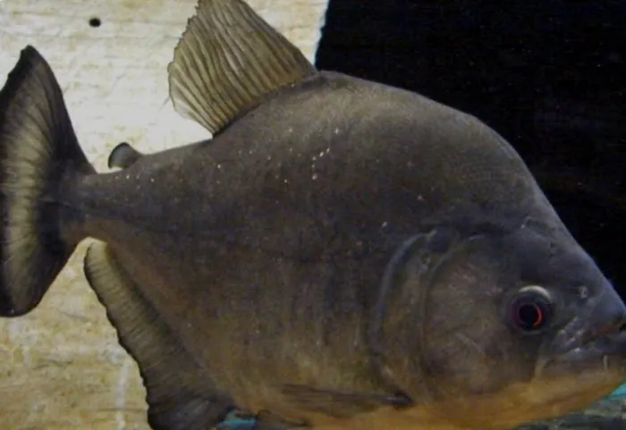 Predatorfins Picture 1