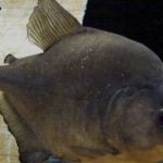 Predatorfins
