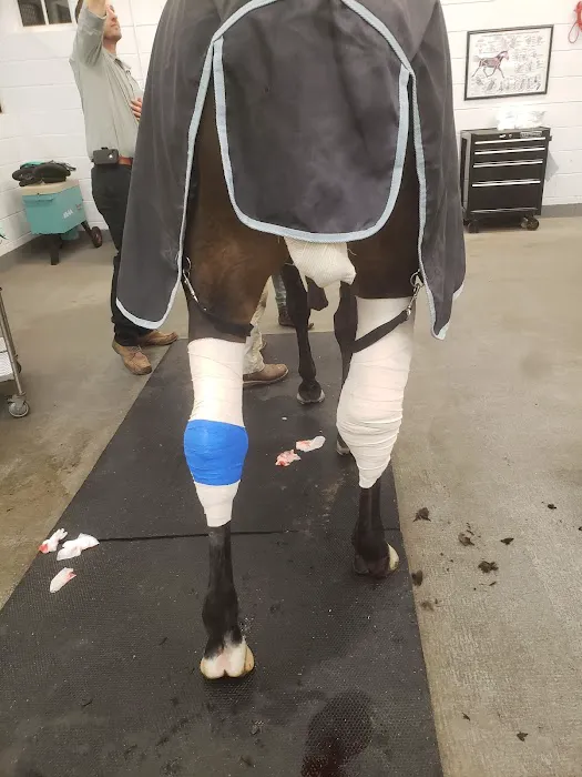 Running S Equine Veterinary Picture 4