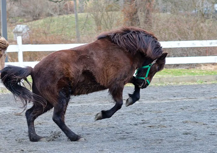 Equiheart Veterinary Services, LLC Picture 5