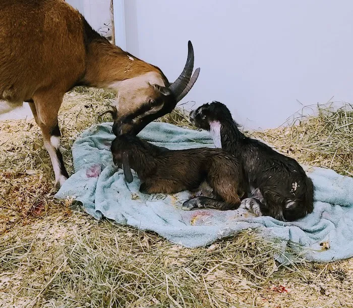 Equiheart Veterinary Services, LLC Picture 3