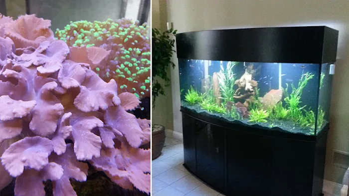Animal Effects Aquarium Service Picture 1