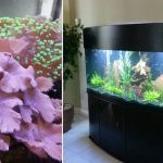 Animal Effects Aquarium Service