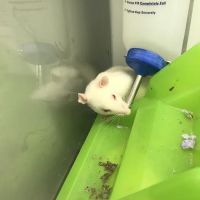 Petco ico