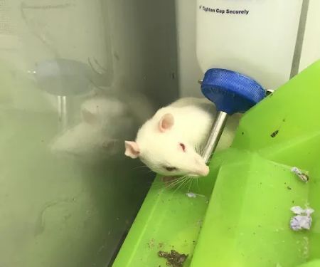 Petco