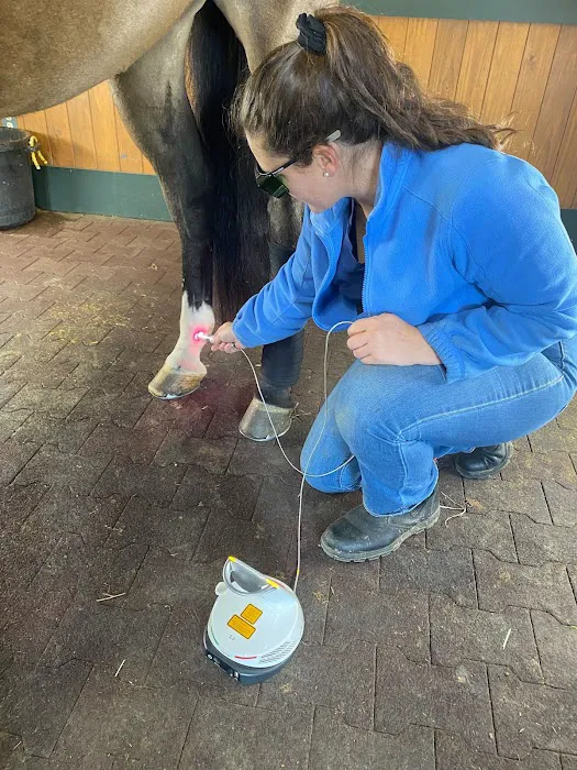Mountain Pointe Equine Vet Services Picture 4
