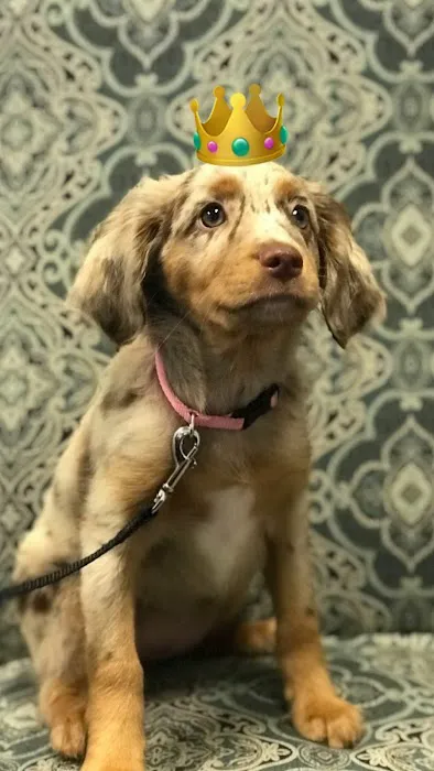 Long Valley Animal Hospital Picture 5