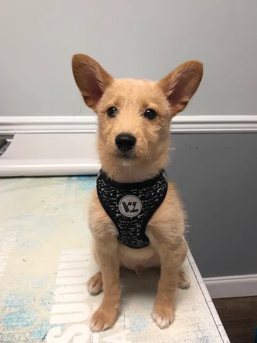 Long Valley Animal Hospital Picture 4