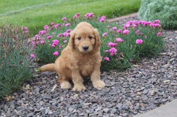 Long Valley Animal Hospital Picture 7
