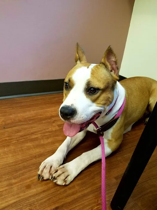 Orefield Veterinary Clinic Picture 1